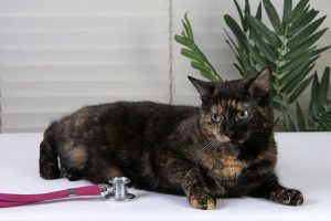 Well kitten, Well Adult Cat, and Senior Cat Care