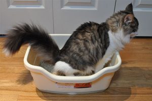 Steps for Litter box Problems
