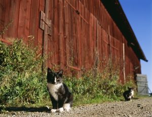 farmcat_resized