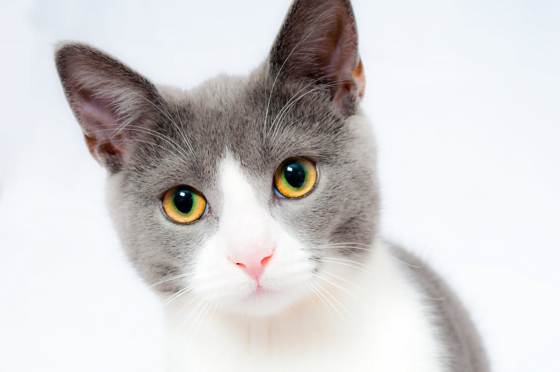 cat-pet-animal-domestic-104827